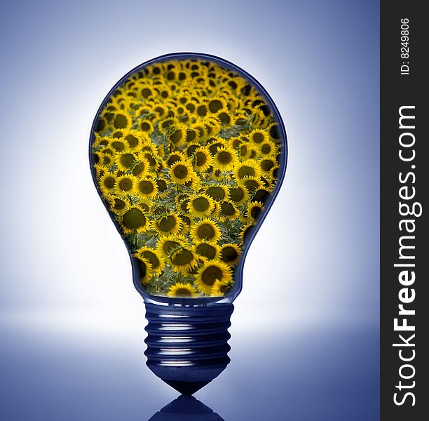 Image of light bulb and sunflowers