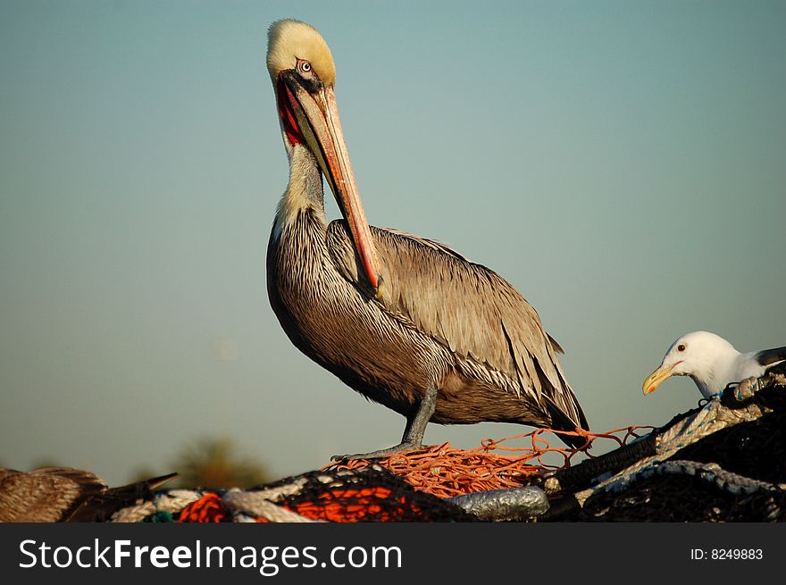 Pelican Stands on Netting