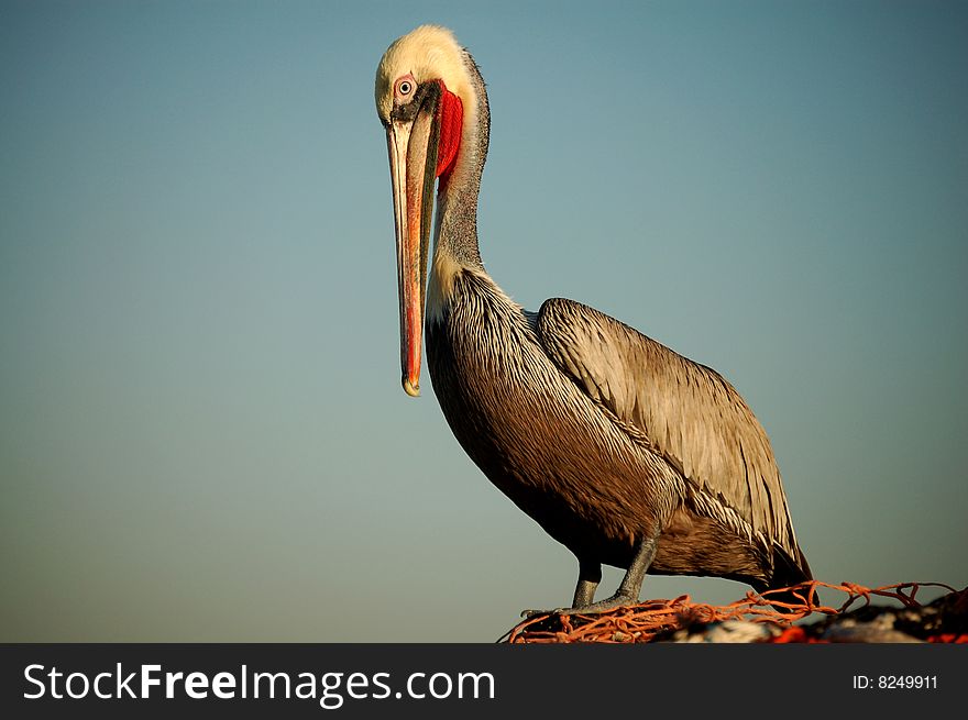 Pelican Standing On Netting