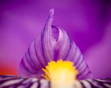 Iris Flower Detail Royalty Free Stock Photo
