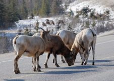 Moutain Sheep Herd Stock Photo Moutain Sheep Herd Stock Photo