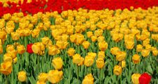 Yellow And Red Tulips Royalty Free Stock Photos Yellow And Red Tulips Royalty Free Stock Photos