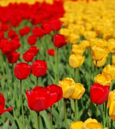 Yellow And Red Tulips Stock Photography Yellow And Red Tulips Stock Photography