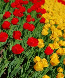 Yellow And Red Tulips Royalty Free Stock Photos Yellow And Red Tulips Royalty Free Stock Photos