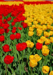 Yellow And Red Tulips Royalty Free Stock Images Yellow And Red Tulips Royalty Free Stock Images