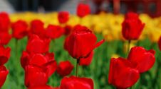 Yellow And Red Tulips Royalty Free Stock Image Yellow And Red Tulips Royalty Free Stock Image