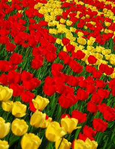 Yellow And Red Tulips Royalty Free Stock Photo Yellow And Red Tulips Royalty Free Stock Photo