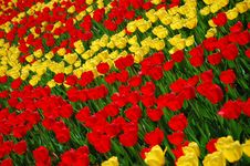 Yellow And Red Tulips Royalty Free Stock Photography Yellow And Red Tulips Royalty Free Stock Photography