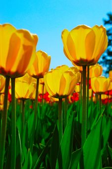 Yellow Tulips Royalty Free Stock Photography Yellow Tulips Royalty Free Stock Photography