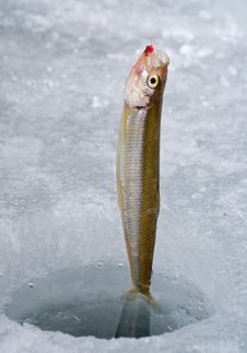 Fish On Hook 2 Royalty Free Stock Image Fish On Hook 2 Royalty Free Stock Image