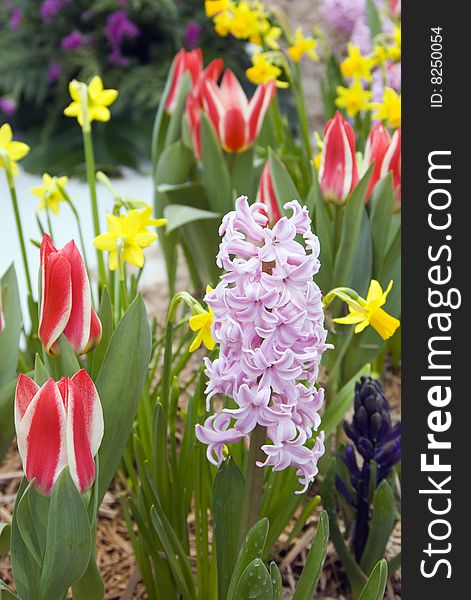 Spring flowers: tulips, narcissuses, hyacinths