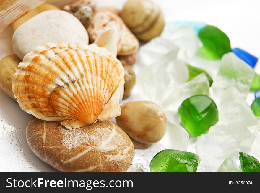 Sea Shells Collection