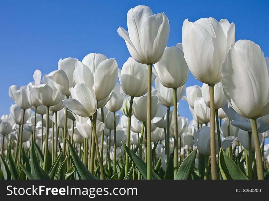 White tulips against a blue sky. White tulips against a blue sky