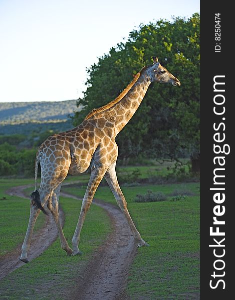 A young Male Giraffe walks past the Photographer. A young Male Giraffe walks past the Photographer