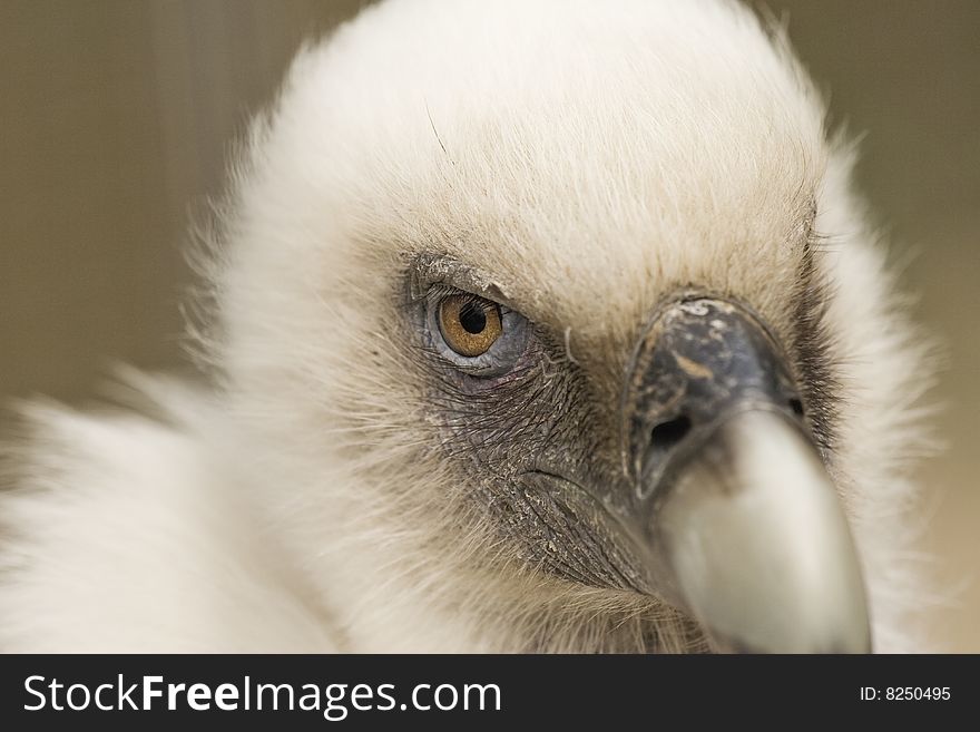 Eurasian griffon vulture - portrait looking at the camera