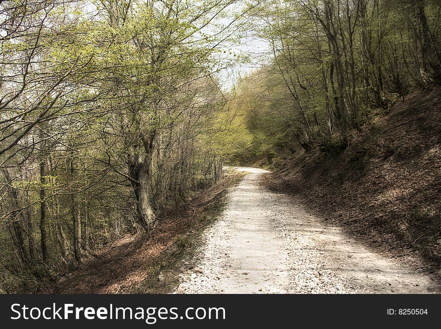 Path with trees at Picos Europa, north of Spain