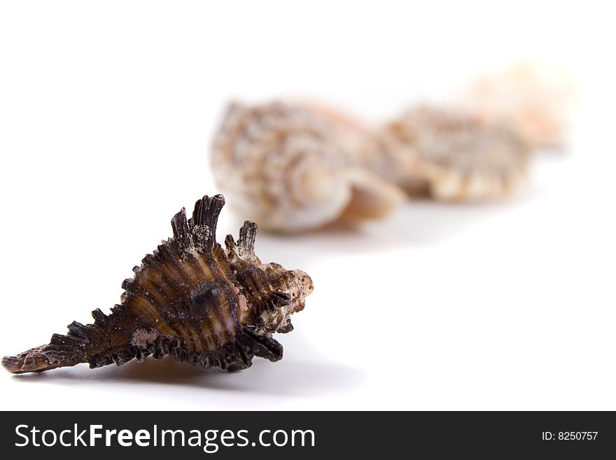 Shells on a white background