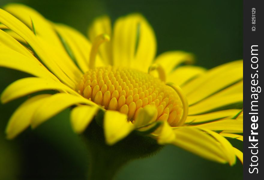 Yellow queen in its full beauty greeting the sunbeams