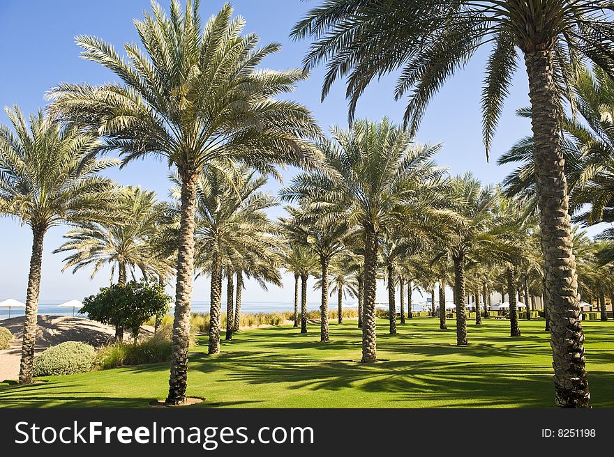 Beautiful lush garden with palm trees and lawns next to a tourist beach with umbrellas and deck chairs. Beautiful lush garden with palm trees and lawns next to a tourist beach with umbrellas and deck chairs.