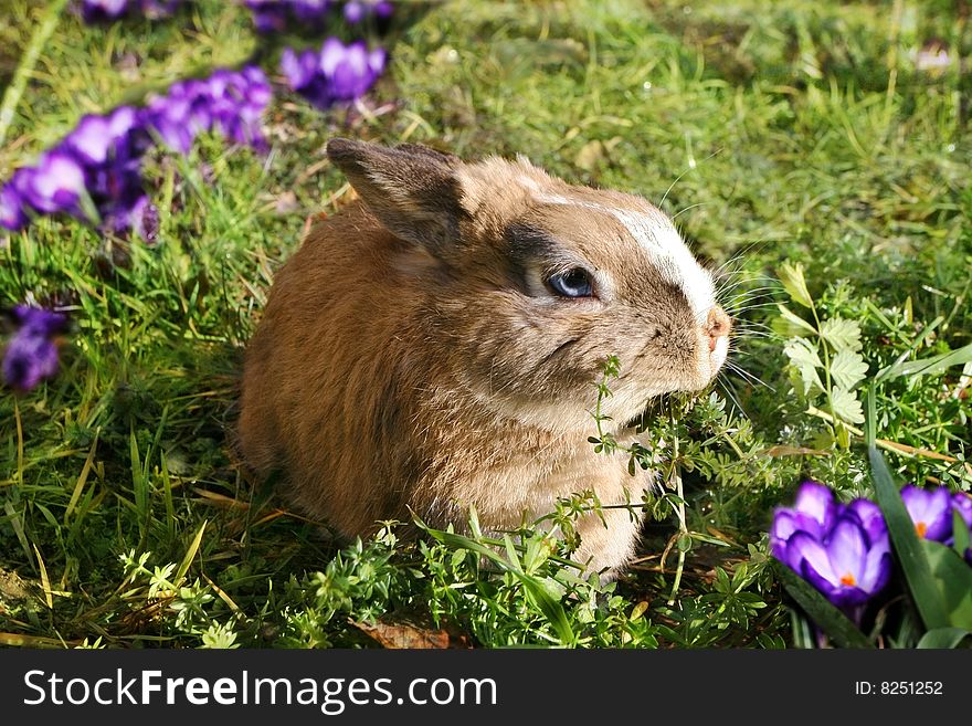 Funny rabbit in spring sunny crocus flowers. Funny rabbit in spring sunny crocus flowers