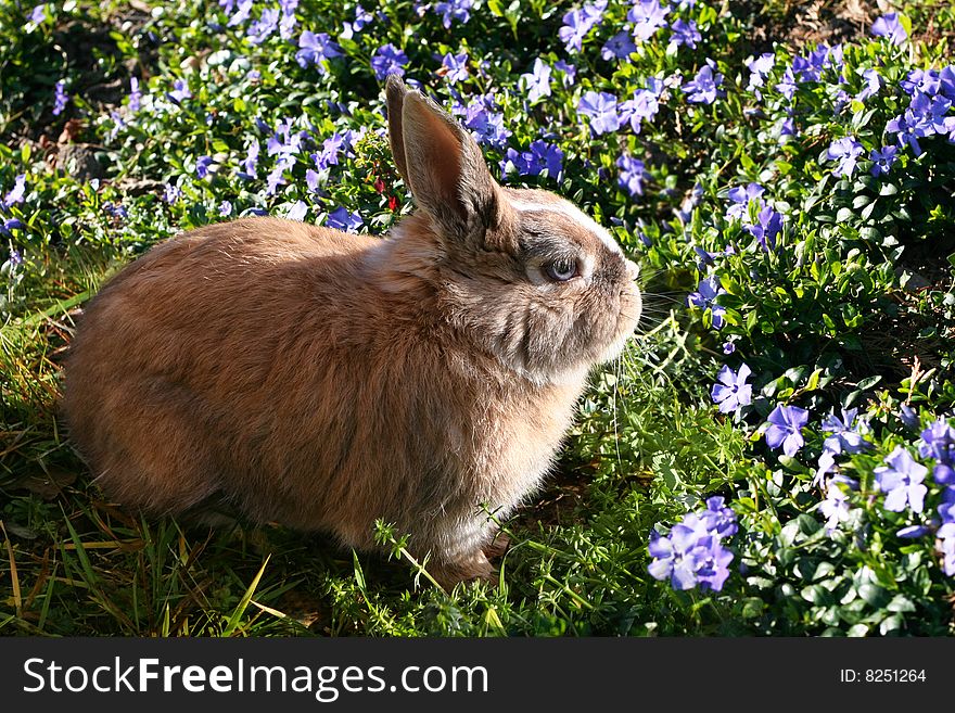 Funny rabbit in spring sunny crocus flowers. Funny rabbit in spring sunny crocus flowers