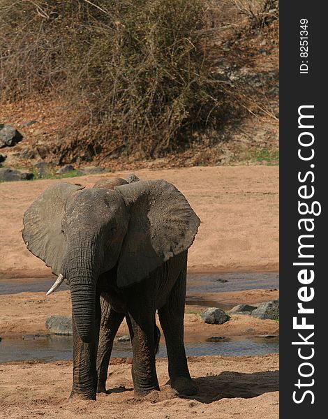 Young Elephant Visits Water Hole