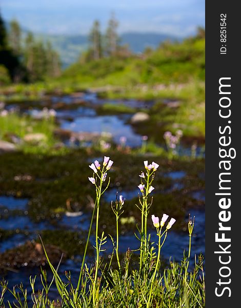 Landscape with flowers and brook