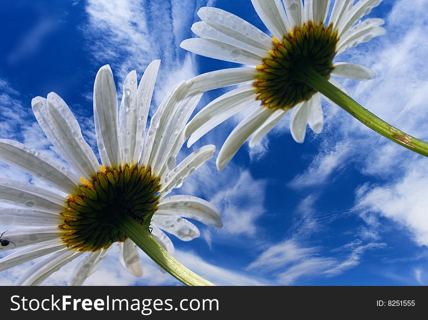 Camomile flowers on background of blue sky