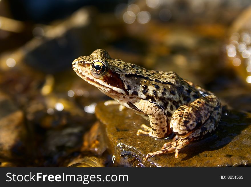 Brown frog in a brook