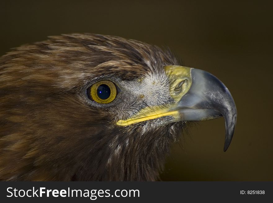 Portrait of a Golden Eagle