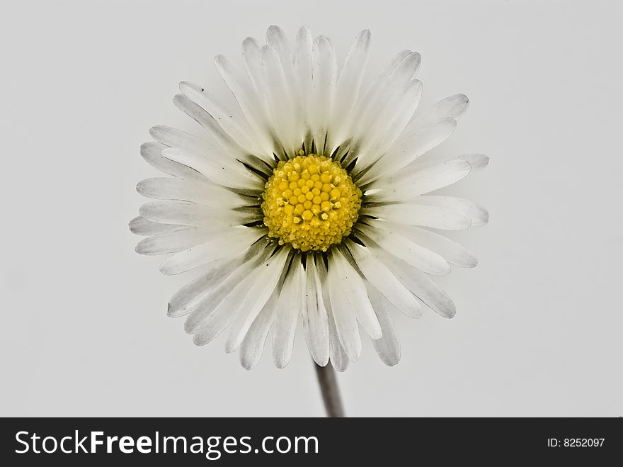 Delicate white daisy detail, macro image