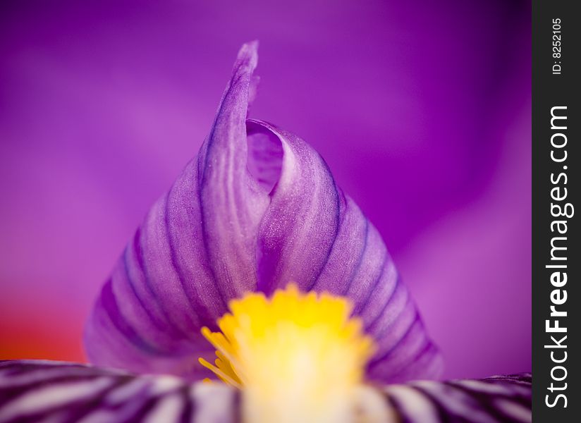 Colorful iris flower detail, macro image
