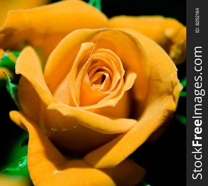 Yellow rose closeup, macro image