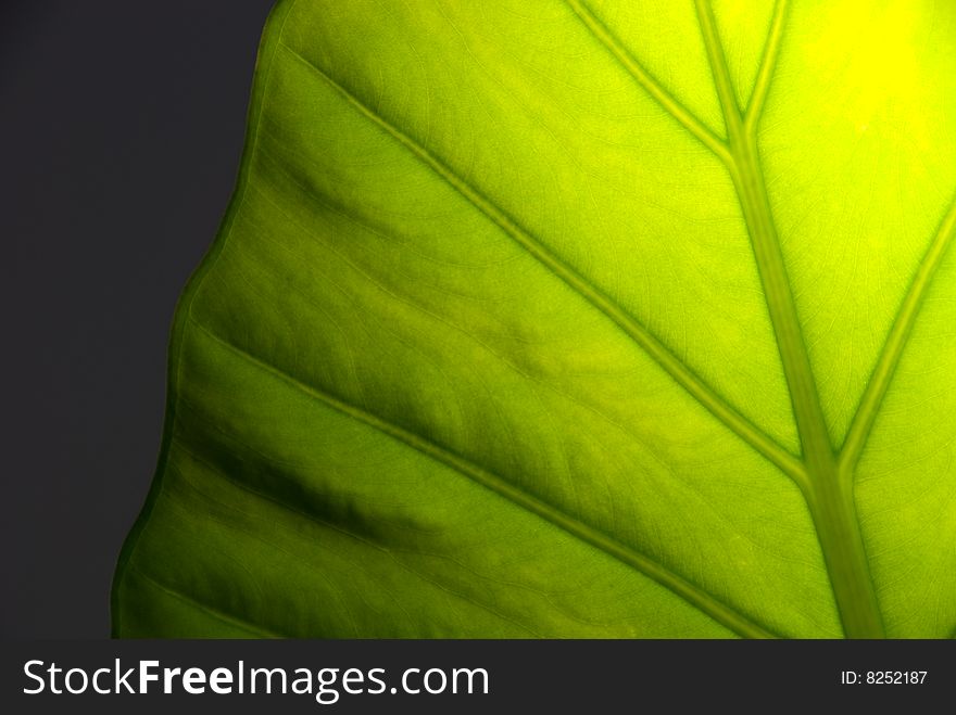 Green Leaf Detail