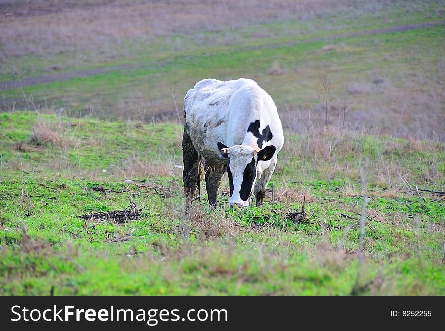 Grazing cow on the field, Strandja mountain, Bulgaria