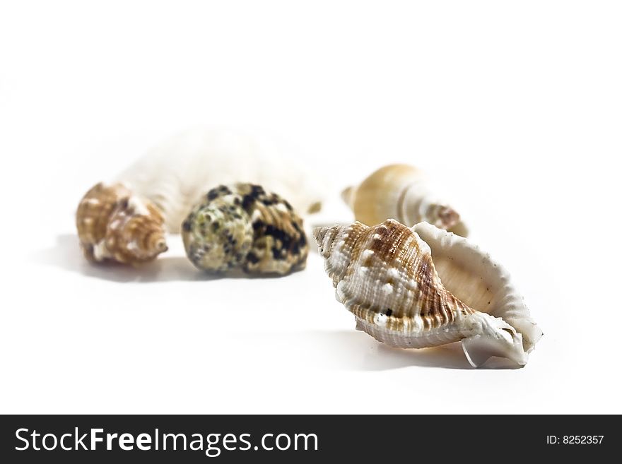 Another picture from the sea shell set