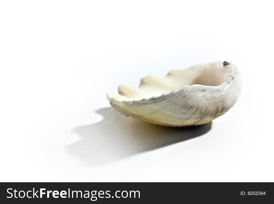 Sea shell