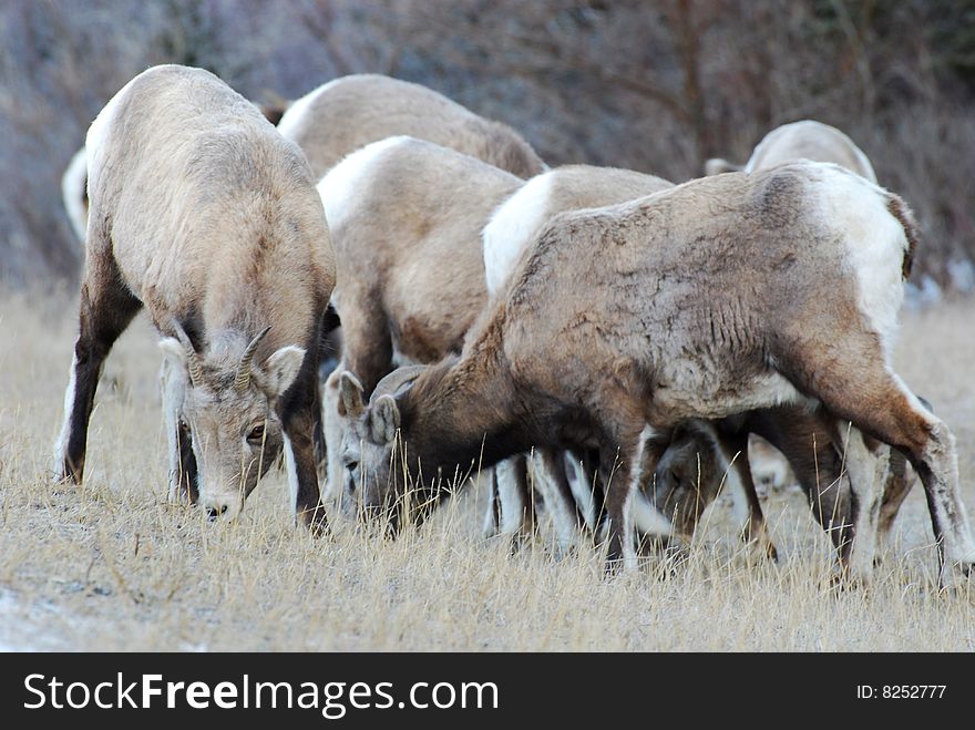 Moutain sheep herd in Jasper National Park, Alberta, Canada