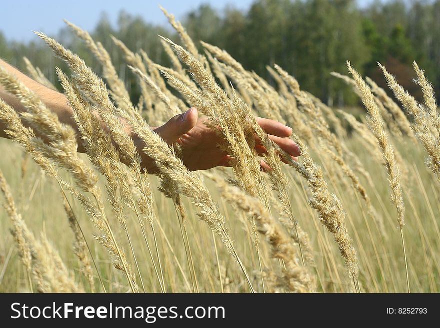 Man's hand passes through wheat on a field. Man's hand passes through wheat on a field