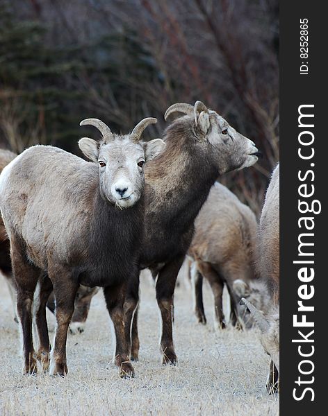Moutain sheep herd in Jasper National Park, Alberta, Canada