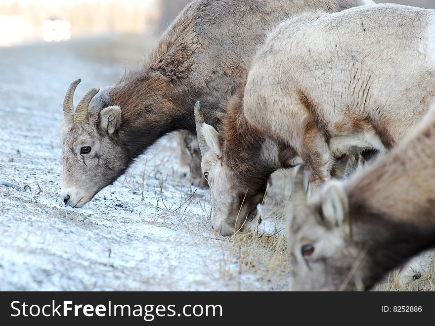 Moutain sheep herd in Jasper National Park, Alberta, Canada