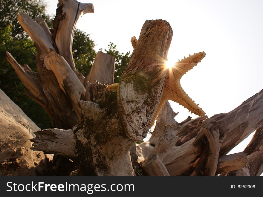 Starfish and sunbeams.The beach.The old tree