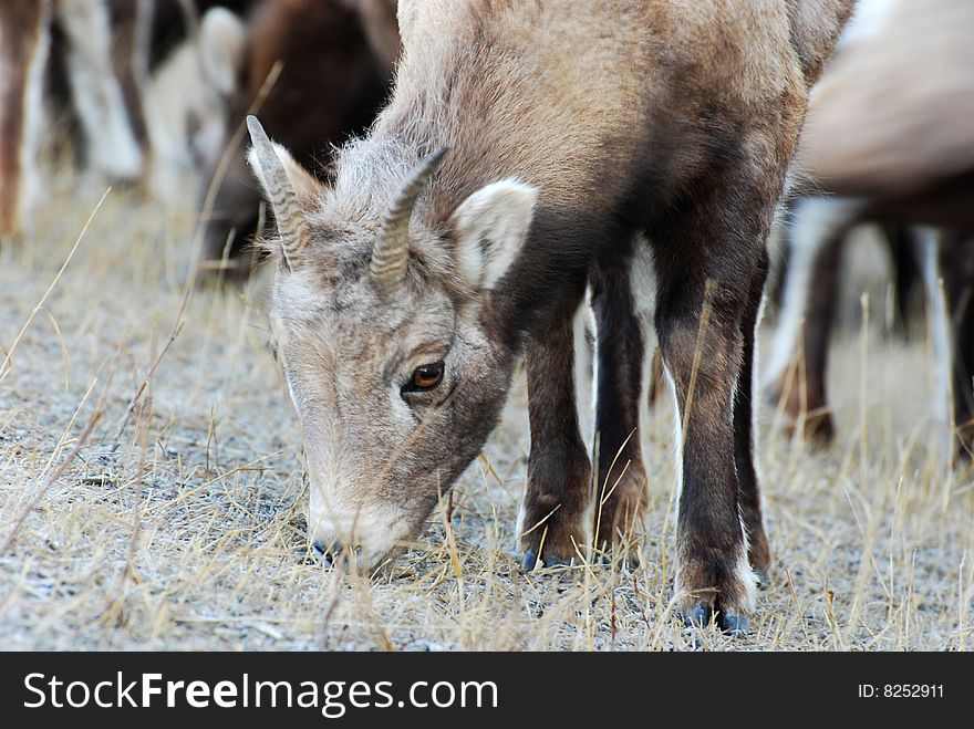 Moutain sheep herd in Jasper National Park, Alberta, Canada