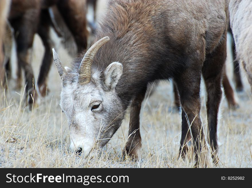 Moutain sheep herd in Jasper National Park, Alberta, Canada