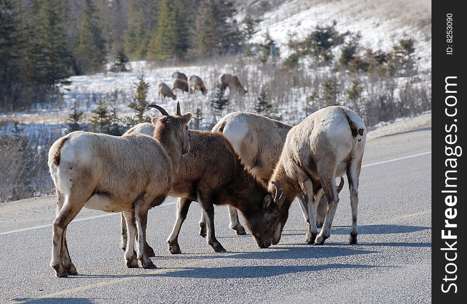 Moutain sheep herd in Jasper National Park, Alberta, Canada