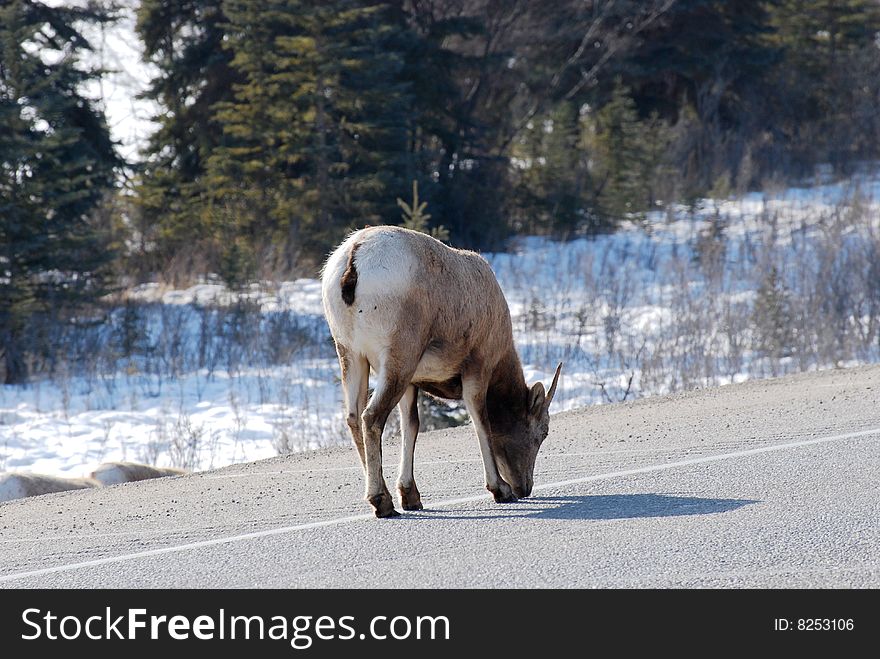 Moutain sheep herd in Jasper National Park, Alberta, Canada