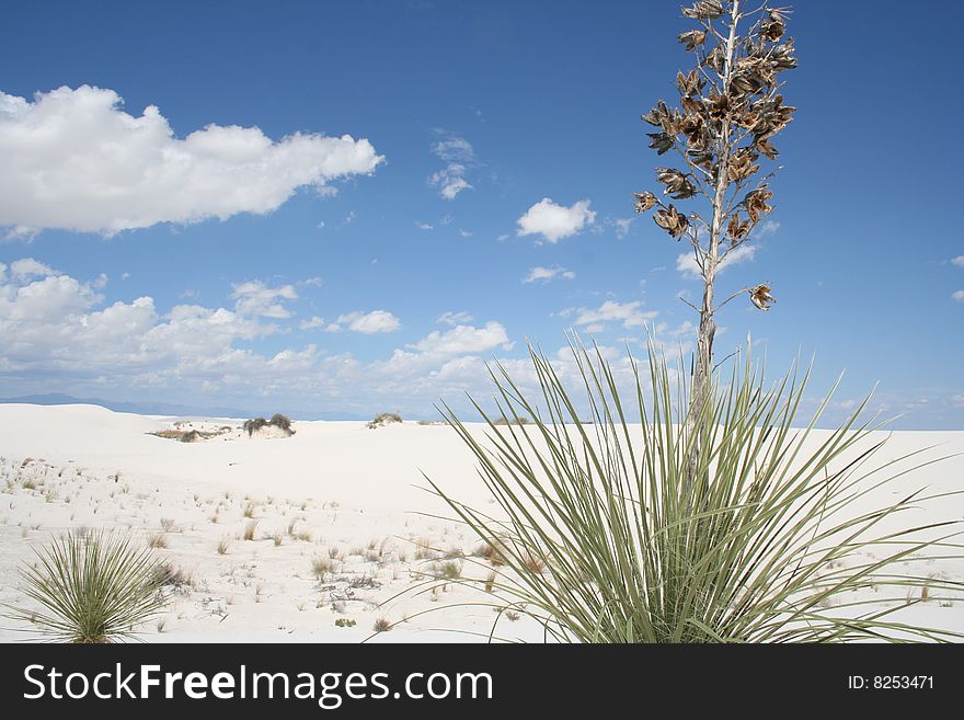 Lonely Yucca in White Sands National Park in New Mexico with some clouds