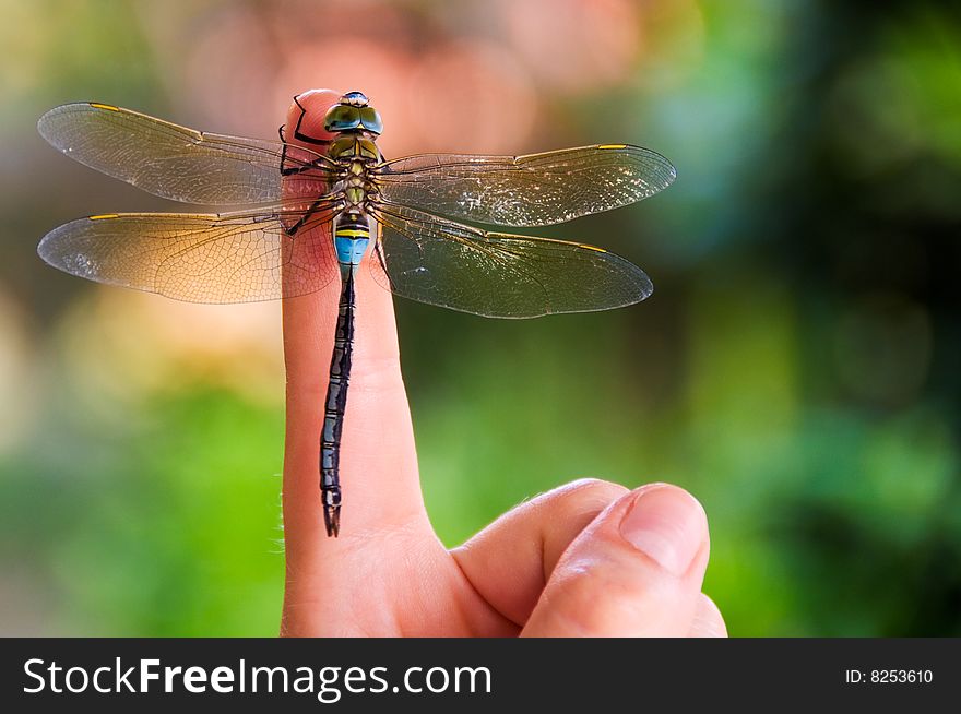 Dragonfly elegantly stay on index finger. Dragonfly elegantly stay on index finger