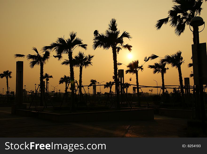 Palm Trees under Sunset in Taiwan