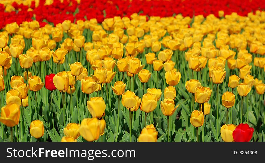 Yellow And Red Tulips